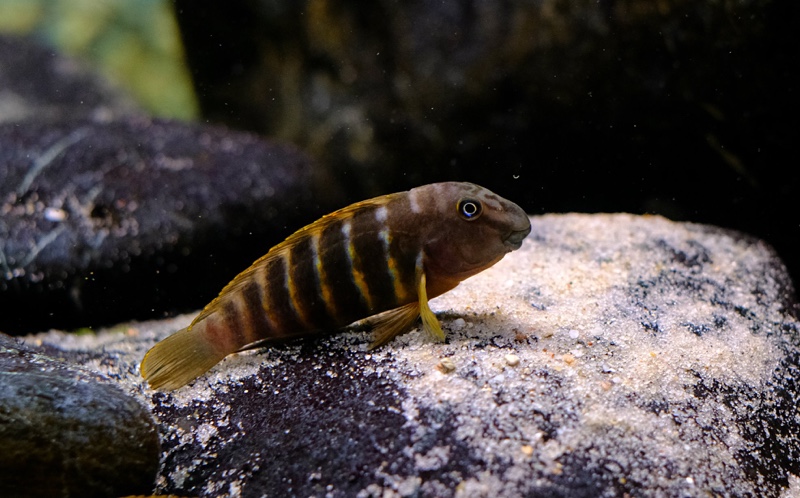 Eretmodus marksmithi 'Milima Island'